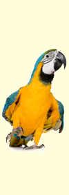bird, birds, pet bird, parrots, budgies and aviaries