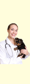 dog, dogs, pups, puppy, puppies and canines