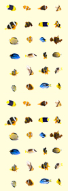 fish, pet fish, aquarium, tropical fish
