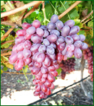 the-complete-grape-growing-system