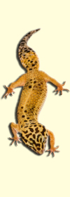 pet reptiles, lizard, turtle, pet snake